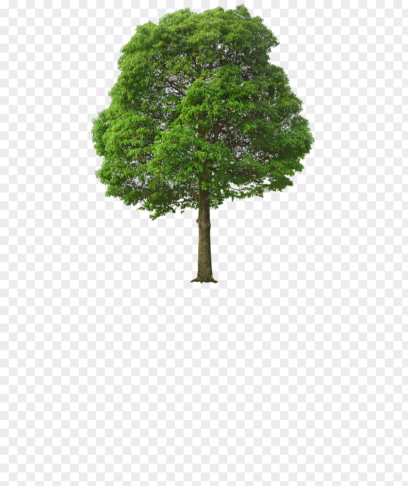 Tree Clip Art PNG