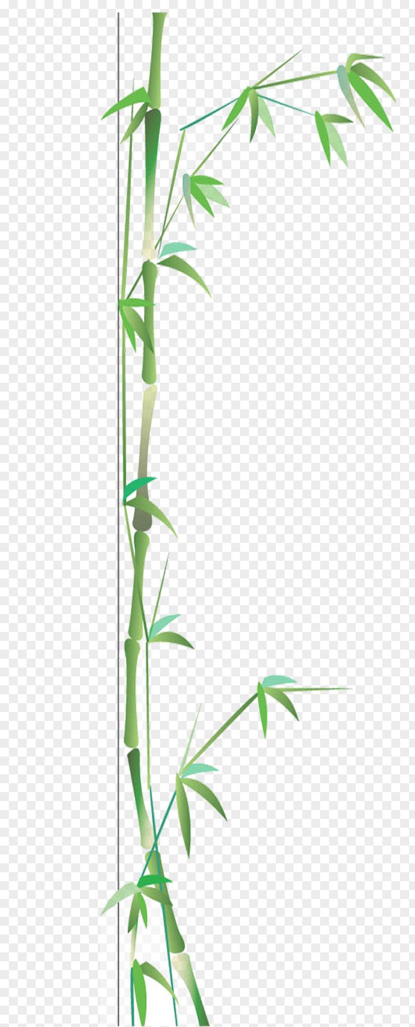 Green Bamboo Bamboe Google Images Gratis PNG
