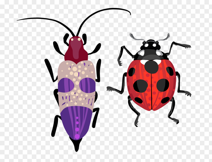 Ladybug Beetle Drawing Illustration PNG