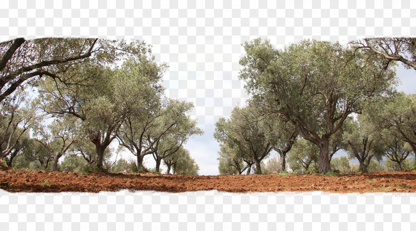 Olive Oil Tree Grove PNG