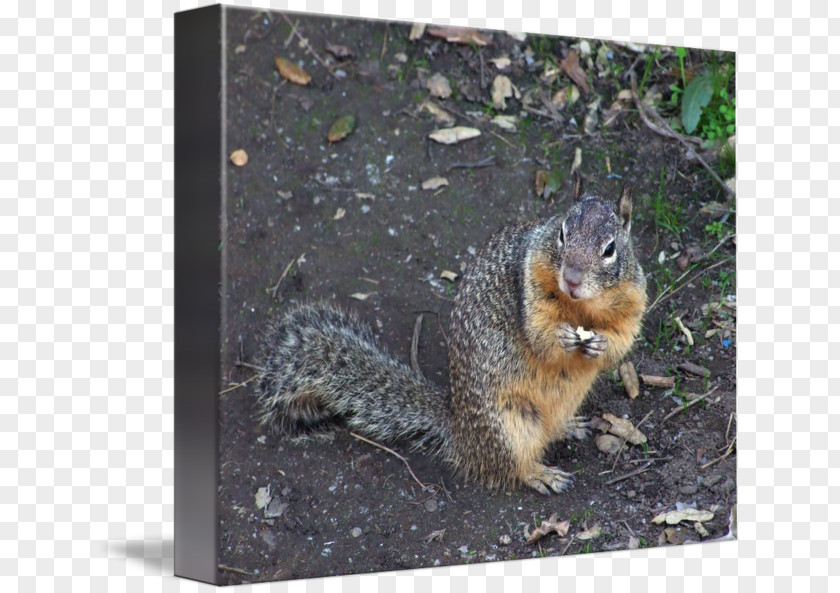 Squirrel Fox Fauna Wildlife PNG