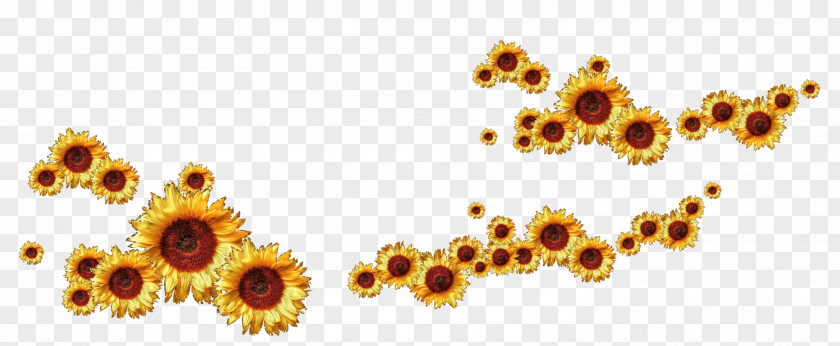 Sunflower Common Animation Clip Art PNG