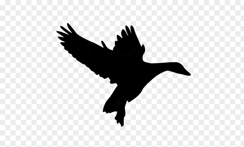 Duck Fauna Silhouette Beak PNG