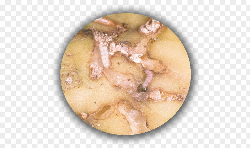 Pomme De Terre Potato Phthorimaea Operculella Apple Tuber Ravageurs La PNG