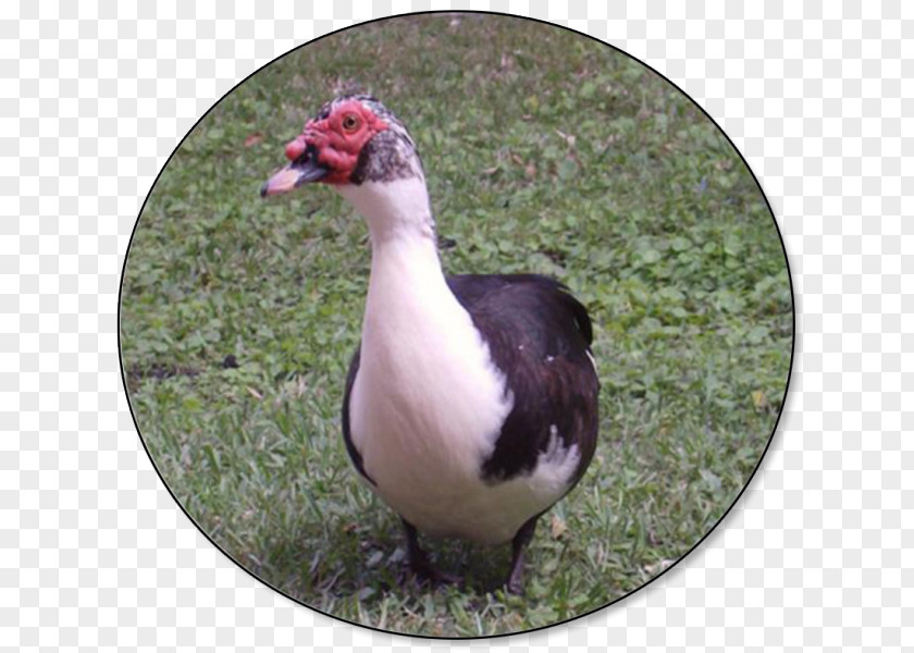 Poultry And Livestock Muscovy Duck Mallard American Pekin Bird PNG