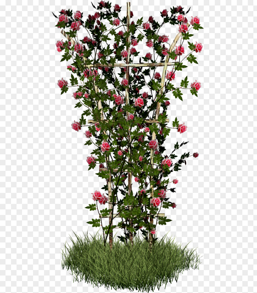Rose Shrub Plant Flower PNG