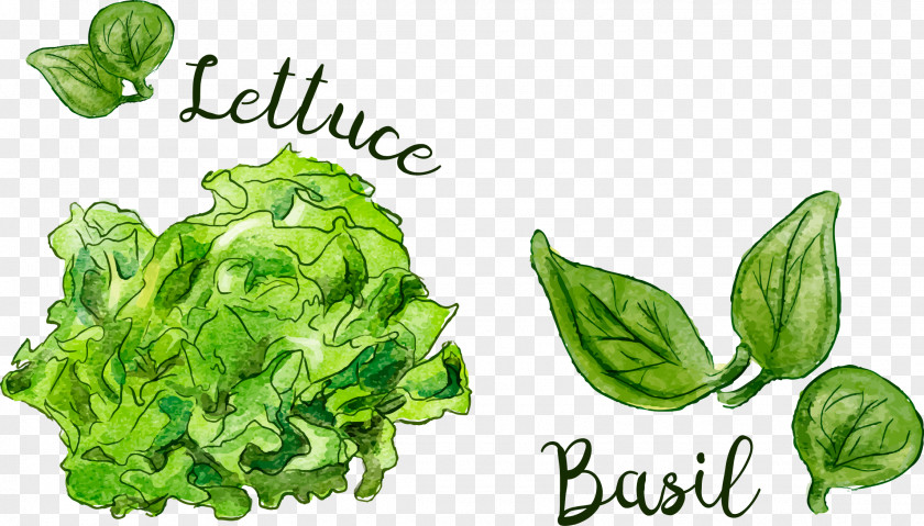 Vector Hand Painted Vegetables Leaf Food Spring Greens PNG