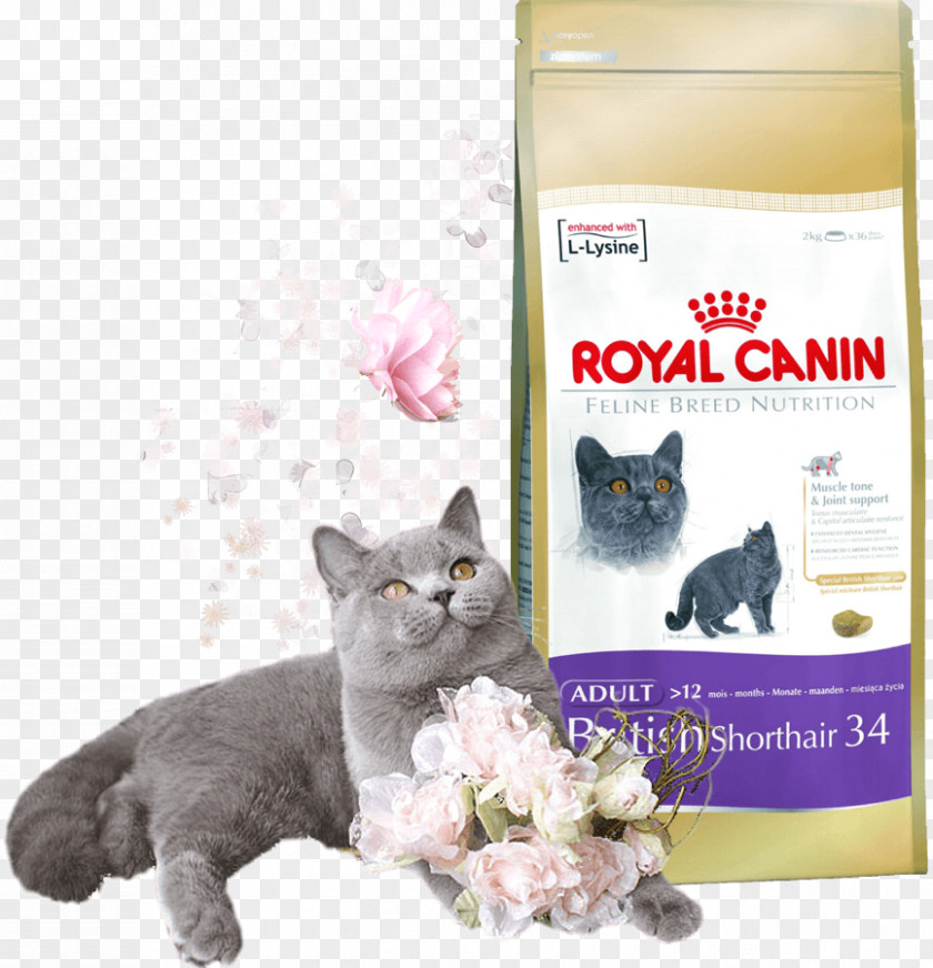Dog British Shorthair Cat Food Siamese Kittens & Puppies PNG