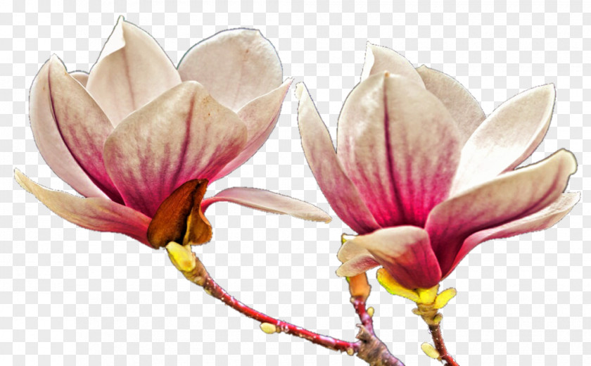 Flower Cut Flowers Petal PNG