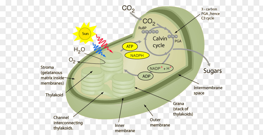 Plants Photosynthesis Plant Cell Cellular Respiration Chloroplast PNG