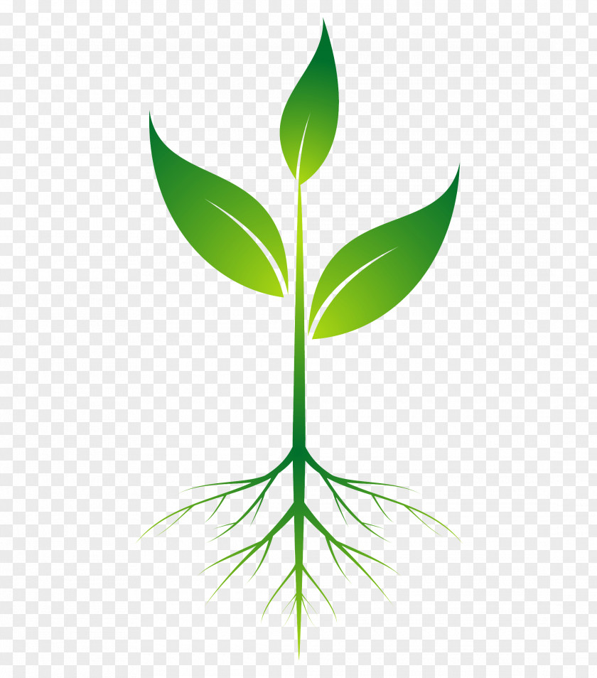 Root Plant Clip Art PNG