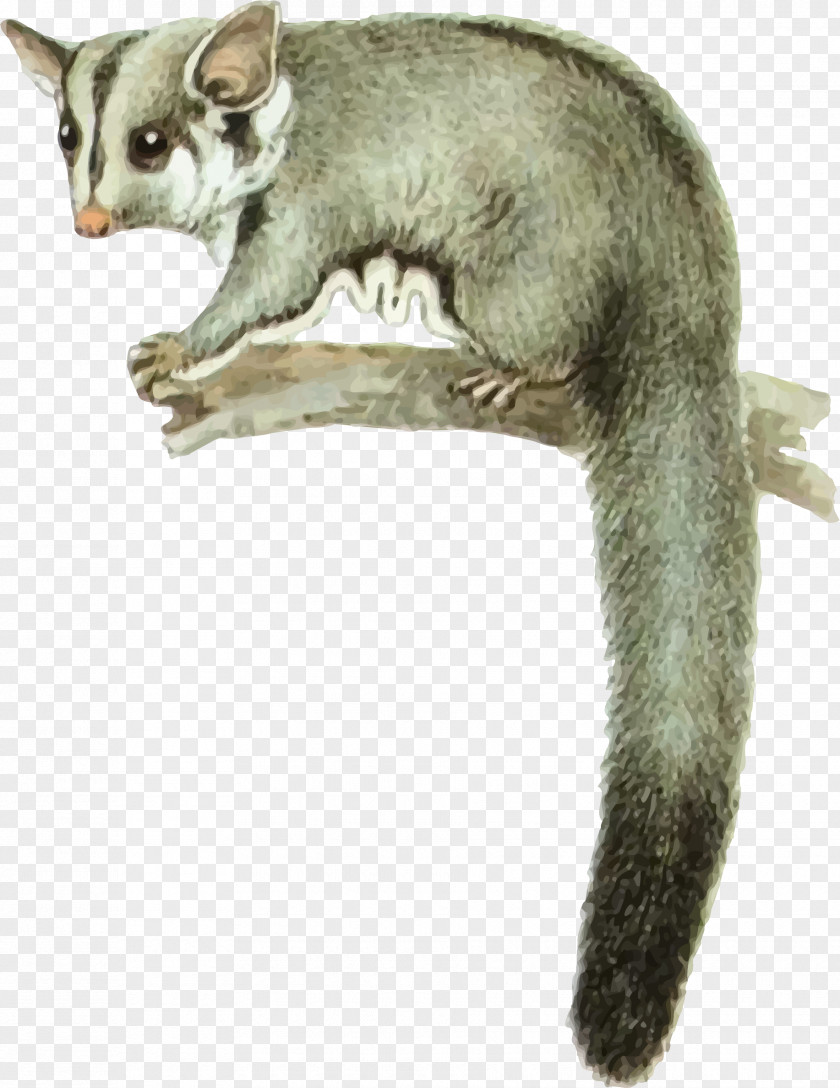 Sugar Glider Feathertail Squirrel Marsupial Pet PNG