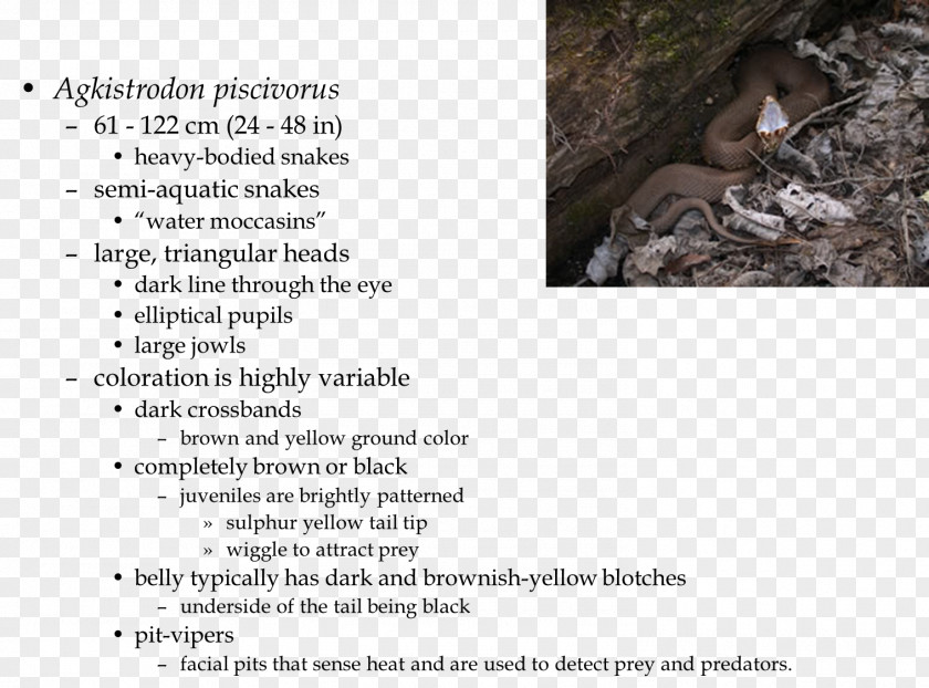 Eastern Diamondback Rattlesnake Mammal Cottonmouth Font PNG