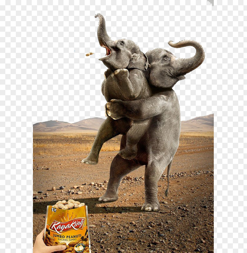 Elephants Hold Small Elephant Advertising Animal Advertisements Humour Printing Marketing PNG