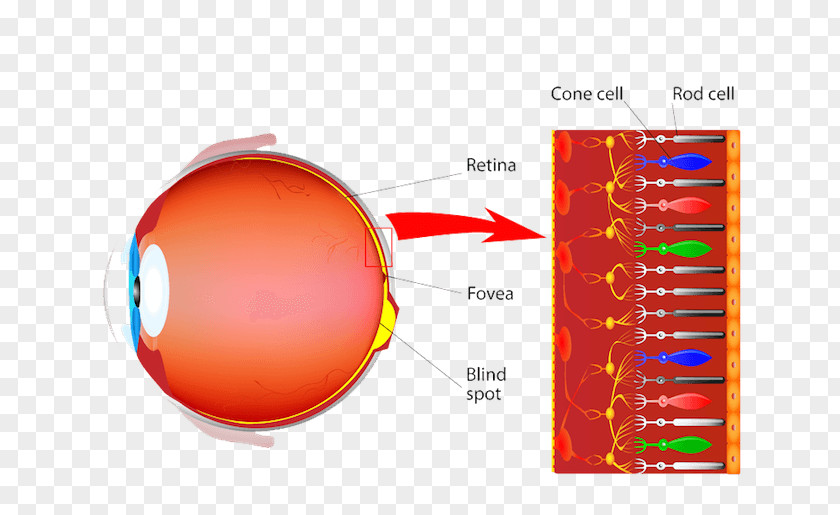 Eye Cone Cell Photoreceptor Rod Retinal Ganglion PNG