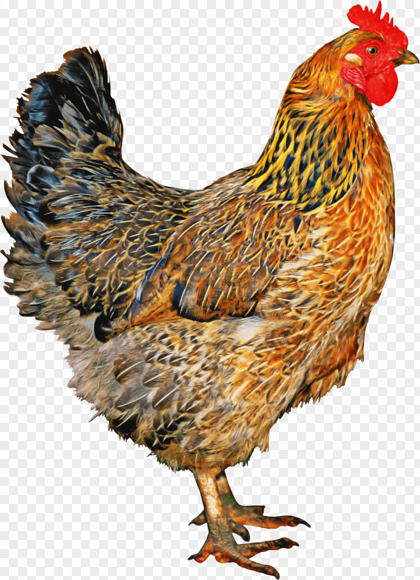 Feather Poultry PNG