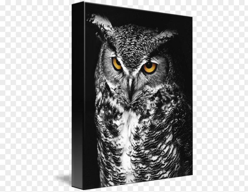 Great Horned Owl Bird Of Prey Black And White PNG