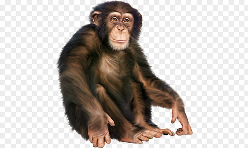 Hand-painted Chimp PNG chimp clipart PNG
