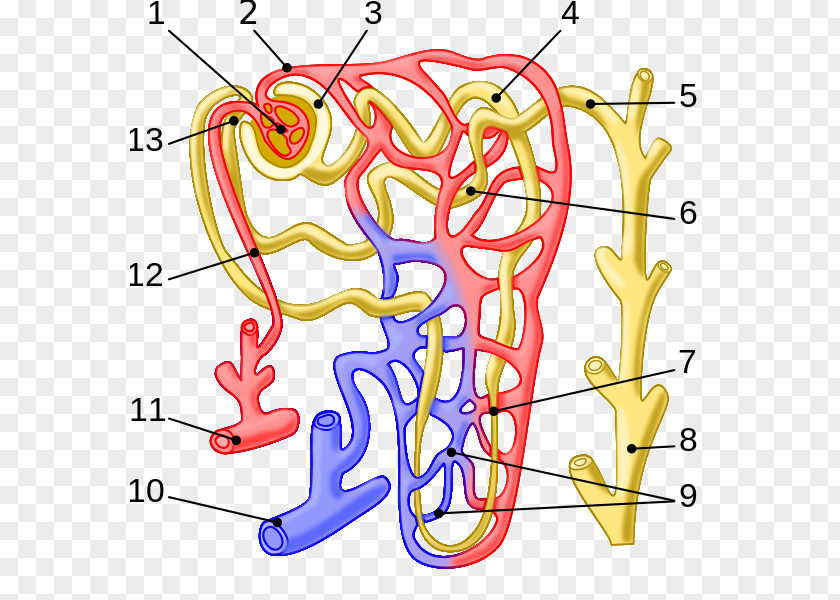 Kidney Nephron Arcuate Vein Efferent Arteriole Glomerulus PNG