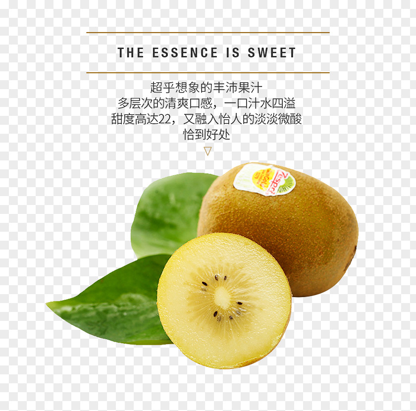 Kiwi Profile Kiwifruit Actinidia Deliciosa Food PNG