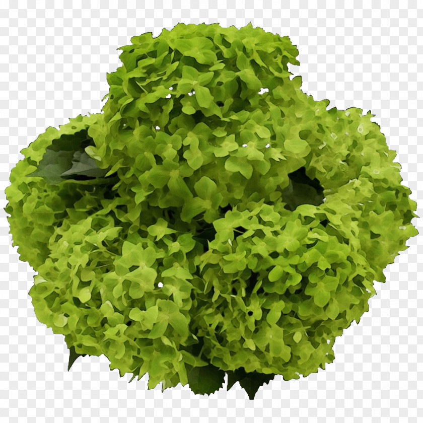 Lettuce Rapini Herb PNG