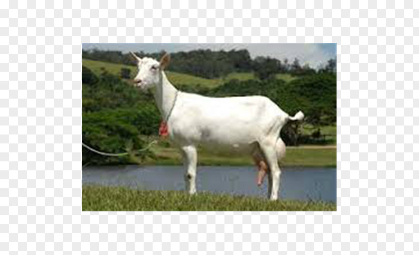 Milk Saanen Goat Alpine Toggenburg Boer Barbari PNG