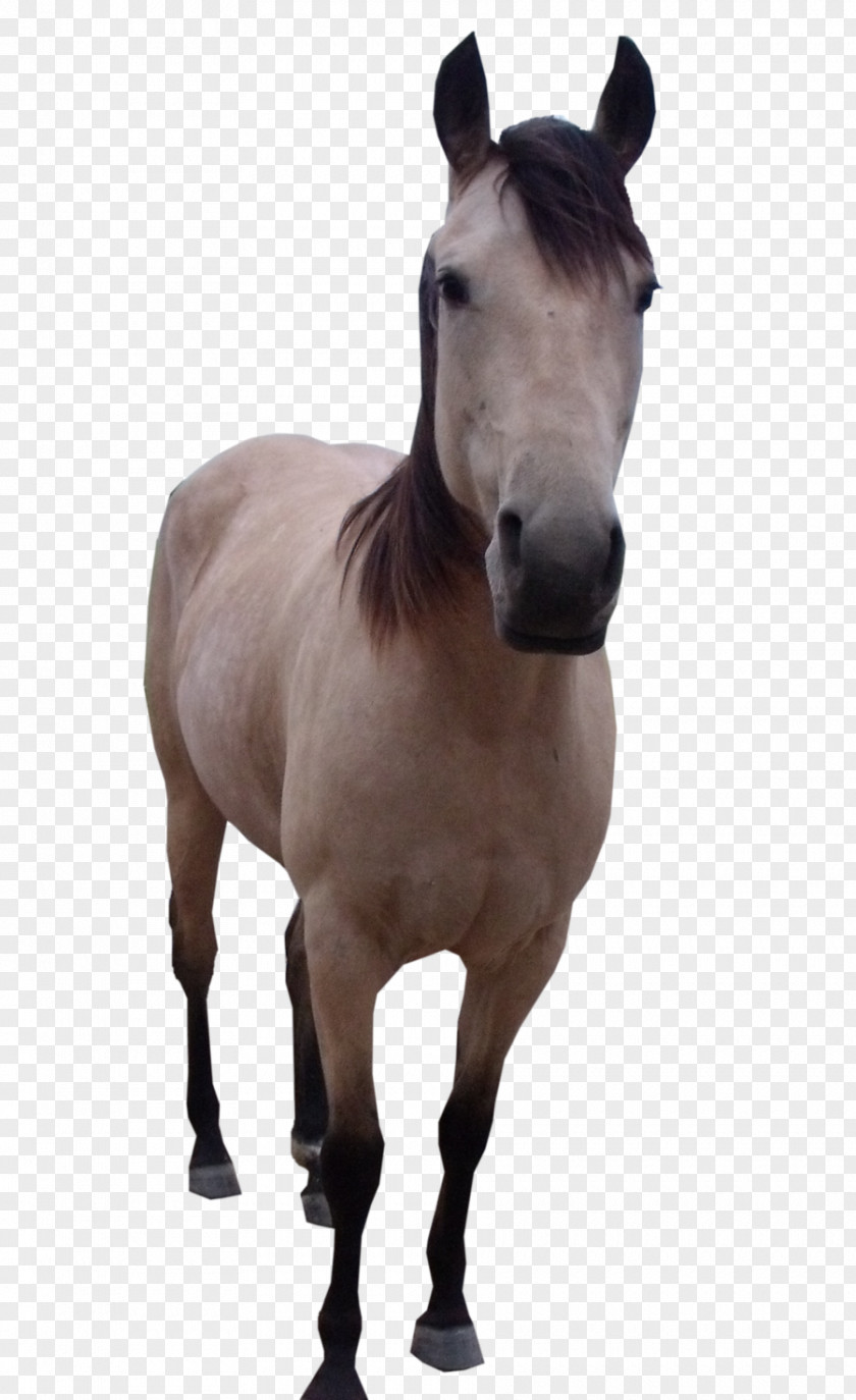 Mustang Mule PNG