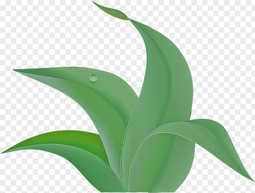 Perennial Plant Houseplant Leaf Green Flower Terrestrial PNG