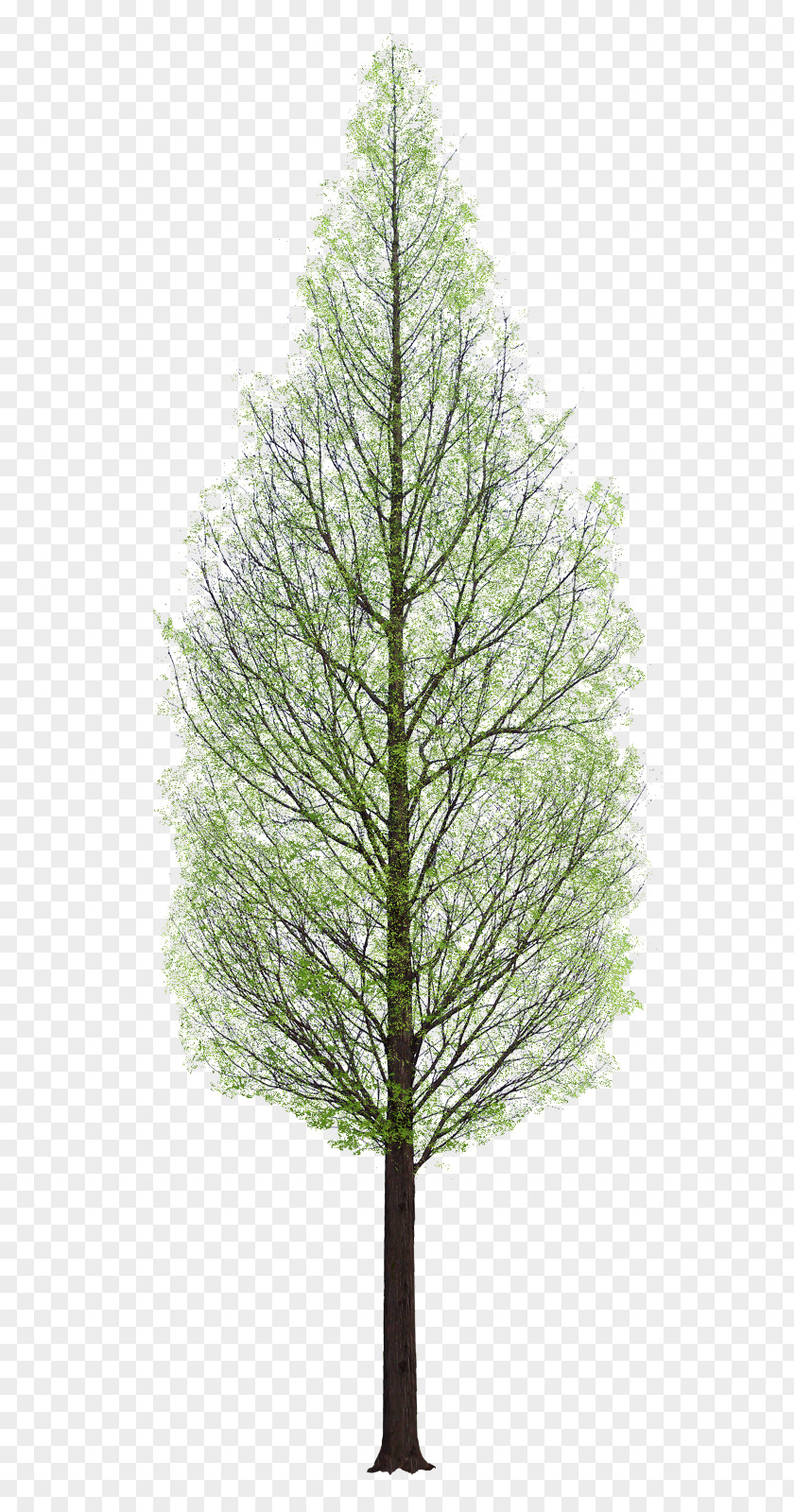 Tree Watercolor Architecture PNG