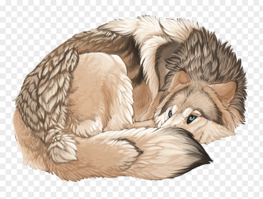 Angry Wolf Drawings Beginners Whiskers Dog Cat Canidae Mammal PNG
