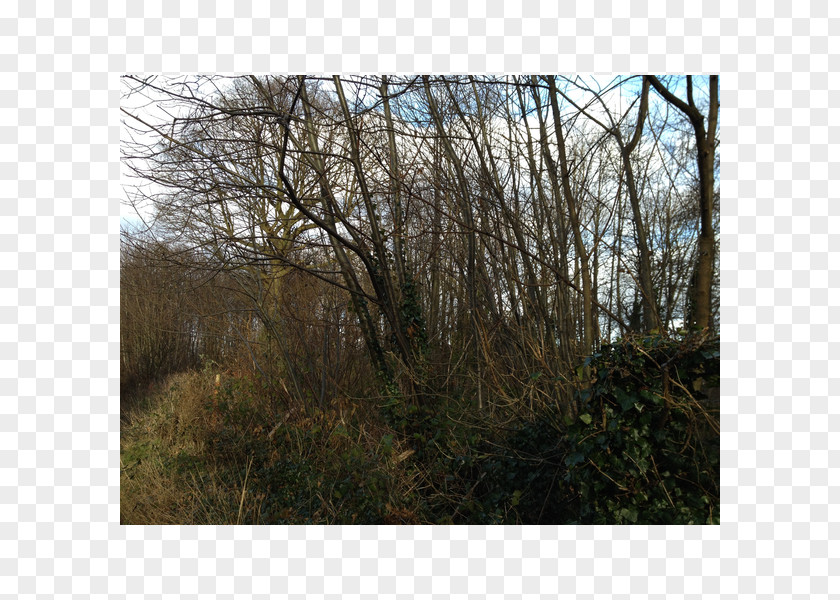 Bough Woodland Shrubland Biome Nature Reserve Land Lot PNG