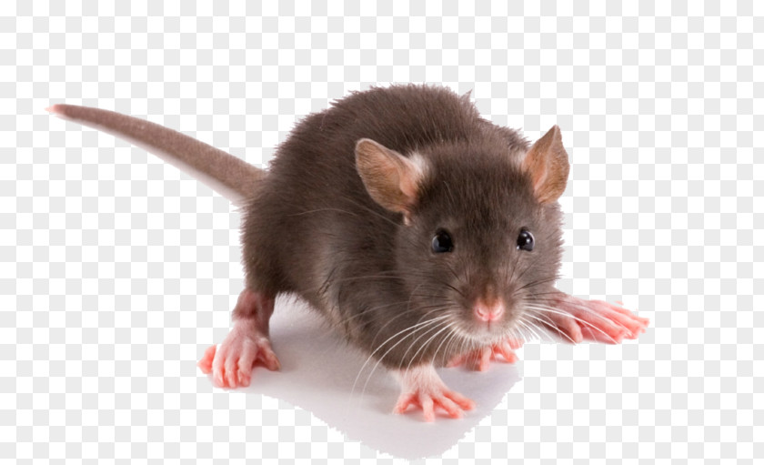 Brown Rat Rodent Pest Control Black Trap PNG