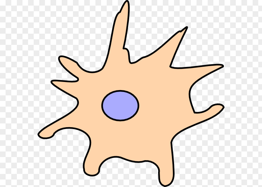 Cell Clipart Dendritic Drawing Clip Art PNG