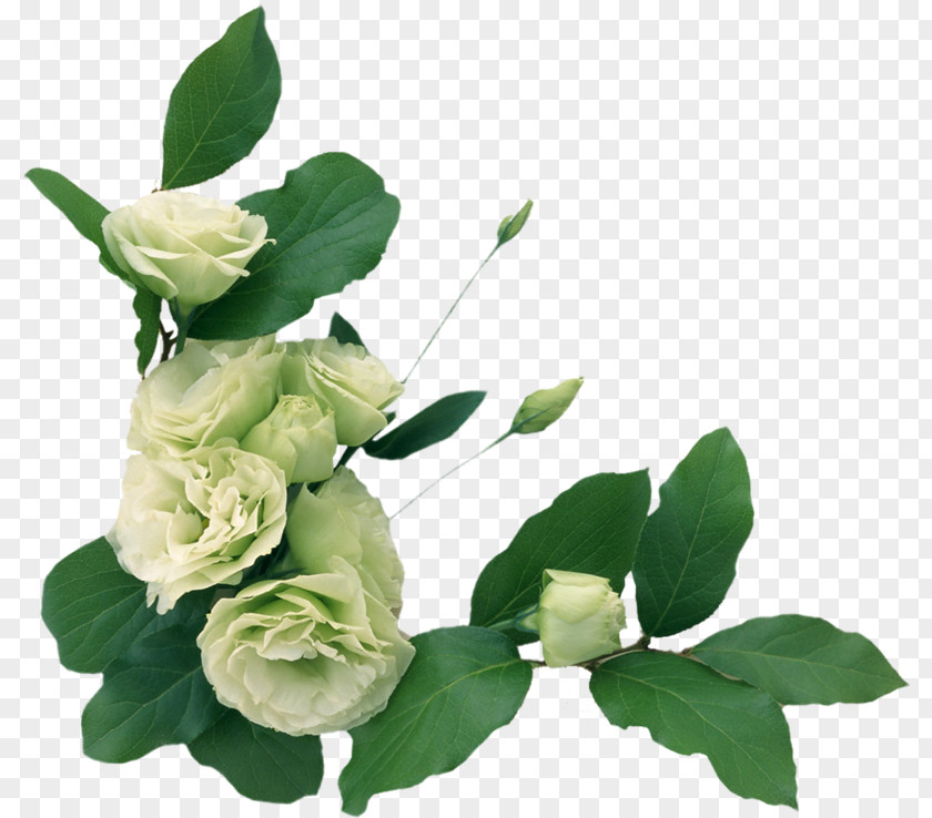 Flower Rose Picture Frames PNG