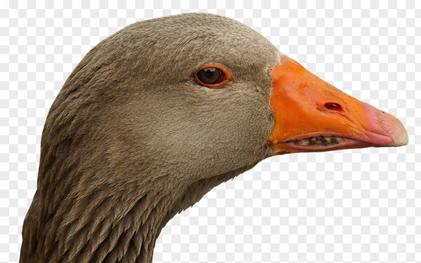 Goose Swan Duck Bird Cygnini PNG