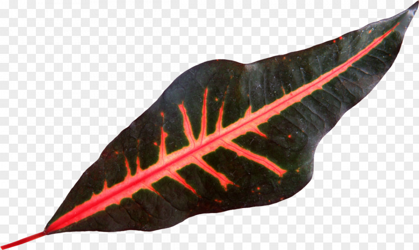 Leaf Color Flower Clip Art PNG