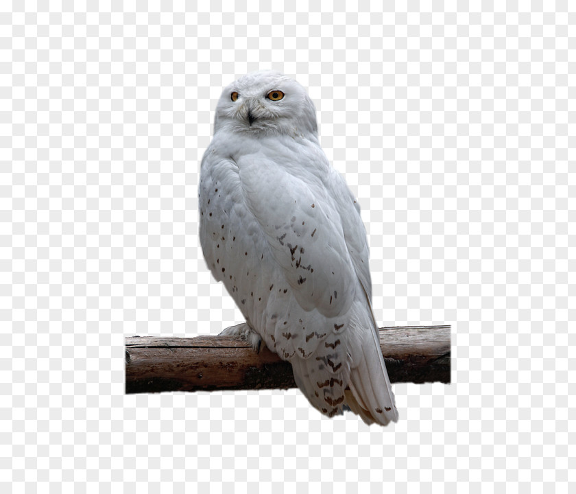 Owl Gruffalo Snowy Bird Of Prey PNG