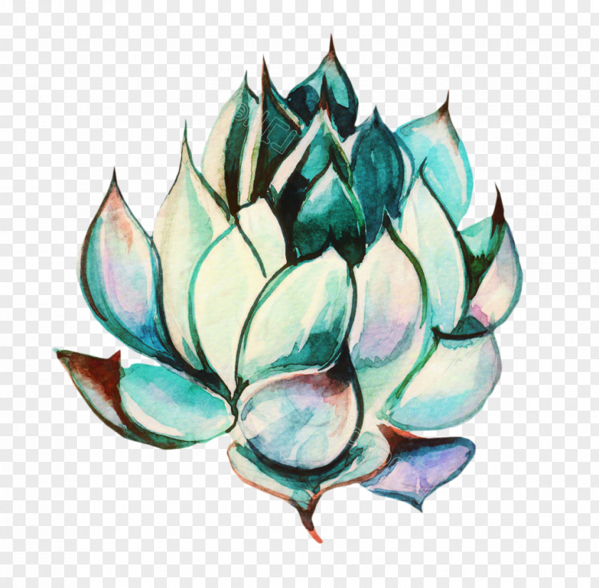 Perennial Plant Agave Lotus Flower PNG