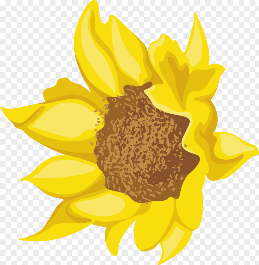 Sunflower Seed Daisy Family Dahlia Cut Flowers PNG