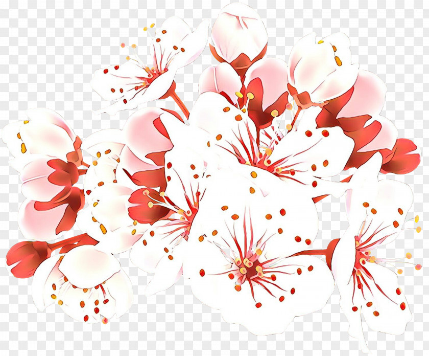 Cherry Blossom Clip Art Image PNG