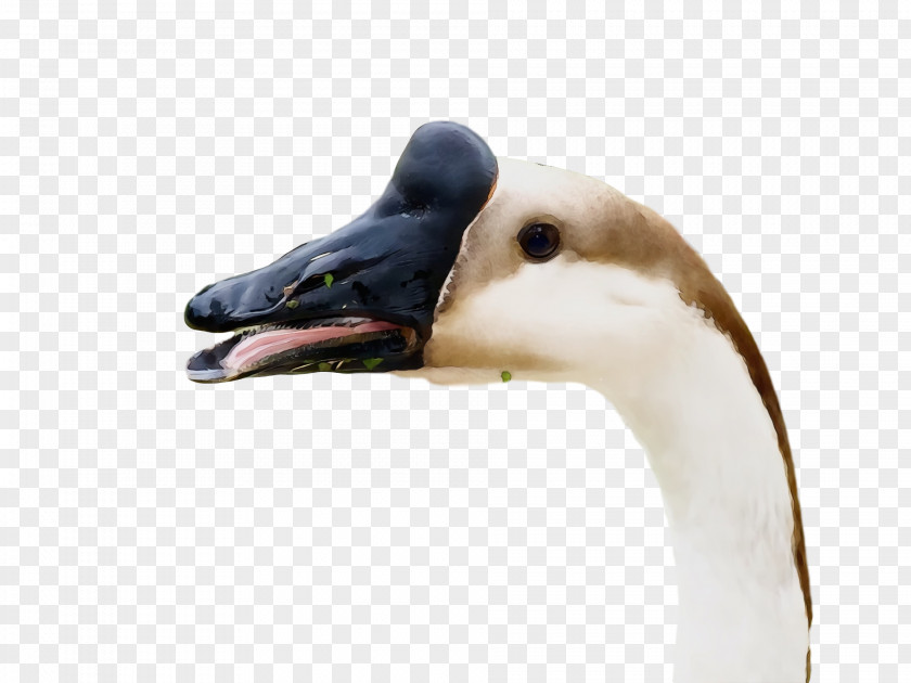 Duck Goose Swans Beak PNG