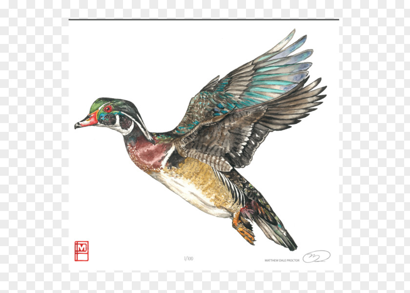 Goose Mallard Wood Duck Bird PNG