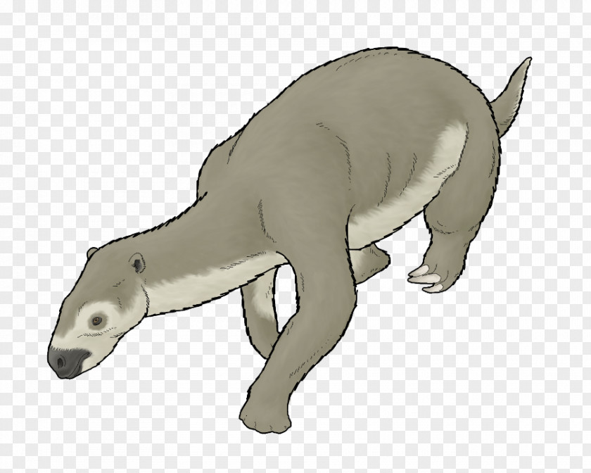 Megalocnus Nine-banded Armadillo Canidae Pronothrotherium Mammal PNG