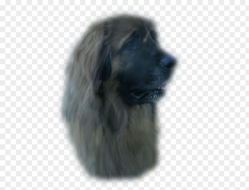 Ali Estrela Mountain Dog Sarplaninac Leonberger Newfoundland Breed PNG