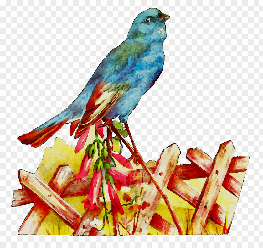 Bird Macaw Parakeet Loriini Feather PNG