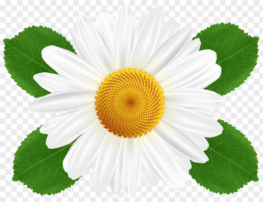 Camomile Common Daisy Flower Chamomile Clip Art PNG