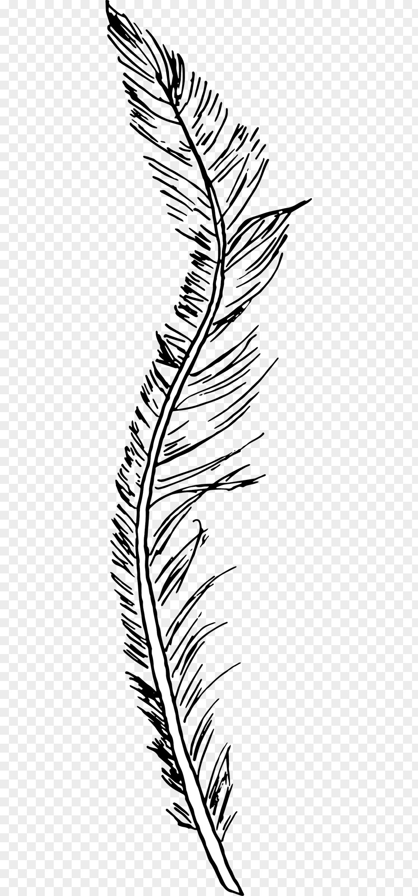 Falling Feathers Line Art Leaf White Feather PNG