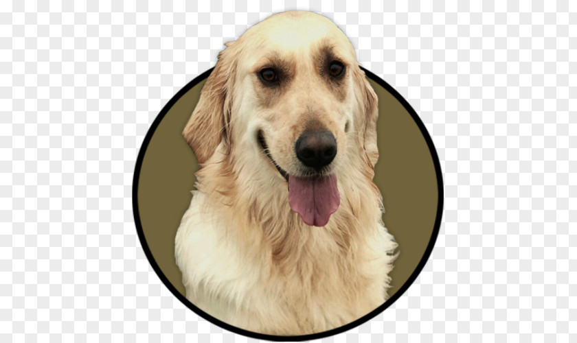 Golden Retriever PAX YouTuber Drawing PNG