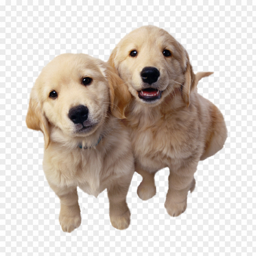 Golden Retriever Puppy Labrador Dachshund Labradoodle PNG