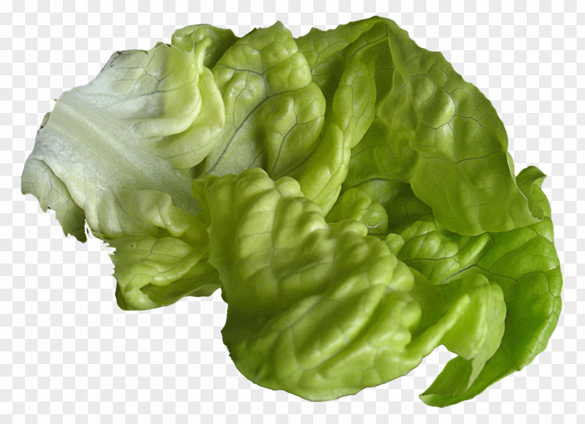 Lettuce Romaine PNG